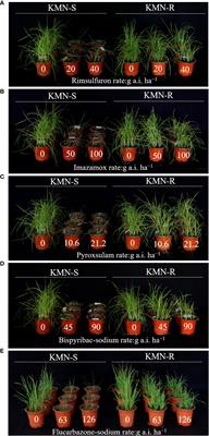 Comparative analysis of fungal communities between herbicide-resistant and -susceptible Alopecurus aequalis